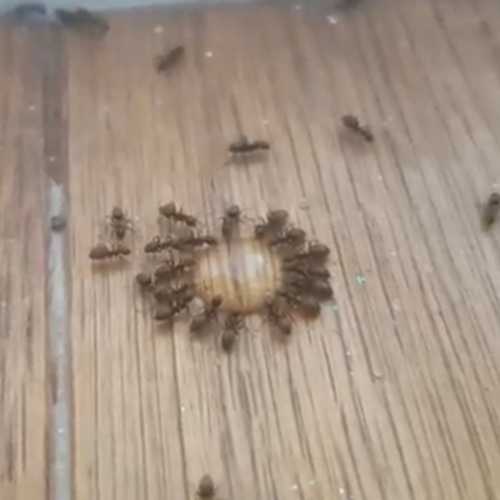 ant control Christchurch, Dorset