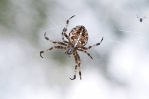 spider control Bournemouth