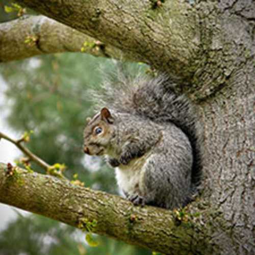 Squirrel control Christchurch, Dorset