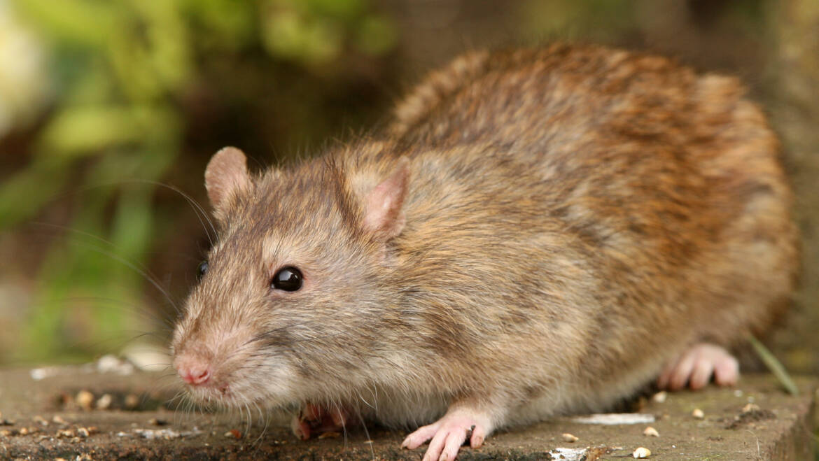 January Pest of the Month: Rats
