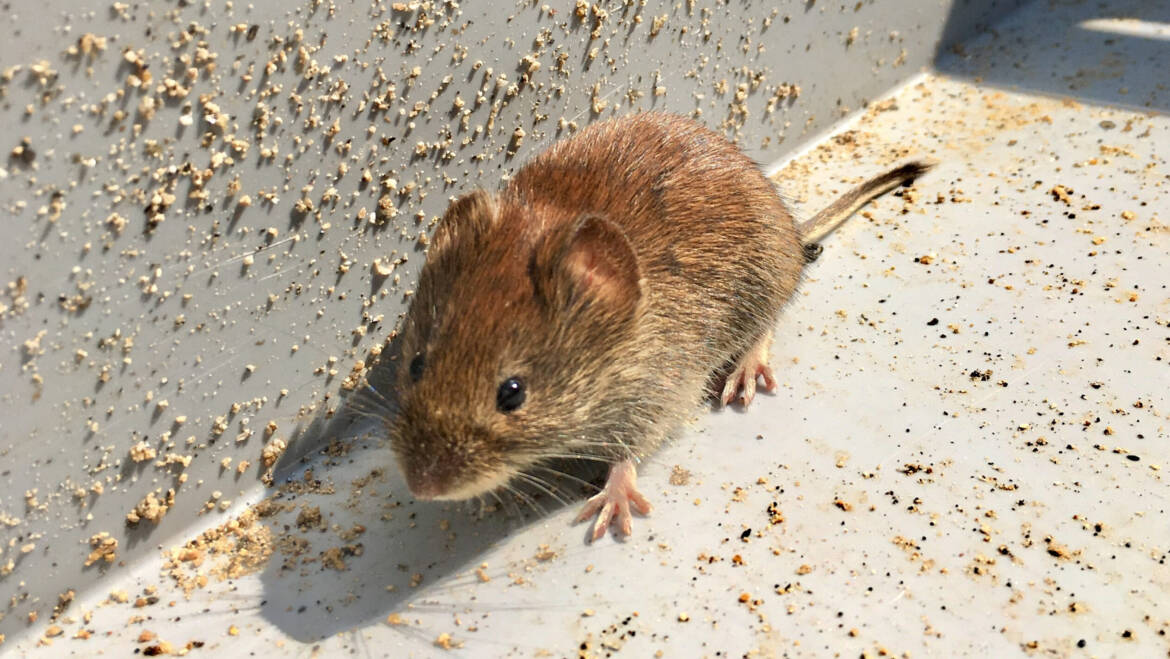 February Pest of the Month: Mice