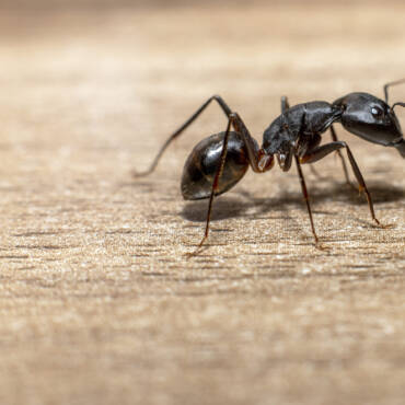 March Pest of the Month: Ants