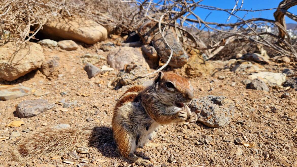 Fuerteventura’s Invasive Squirrels