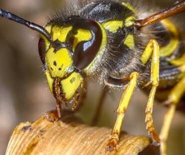 June Pest of the Month: Yellowjacket Wasps