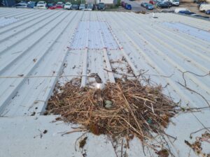 Seagull nest removal Bournemouth, Poole, Weymouth and Dorset