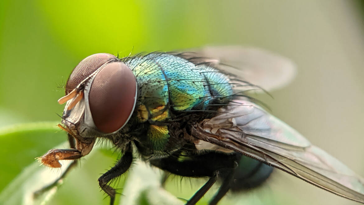 July Pest of the Month: Flies