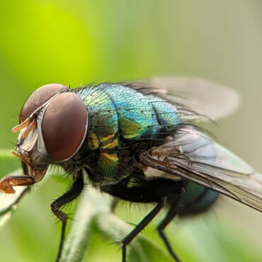 July Pest of the Month: Flies