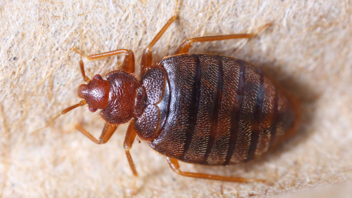 August Pest of the Month: Bed Bugs