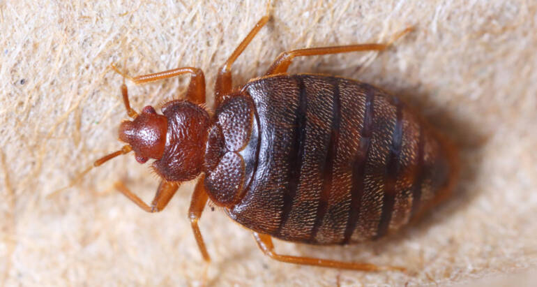 August Pest of the Month: Bed Bugs