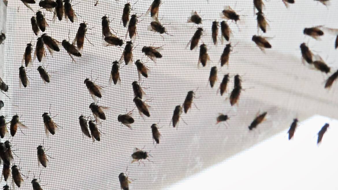 November Pest of the Month: Cluster Flies