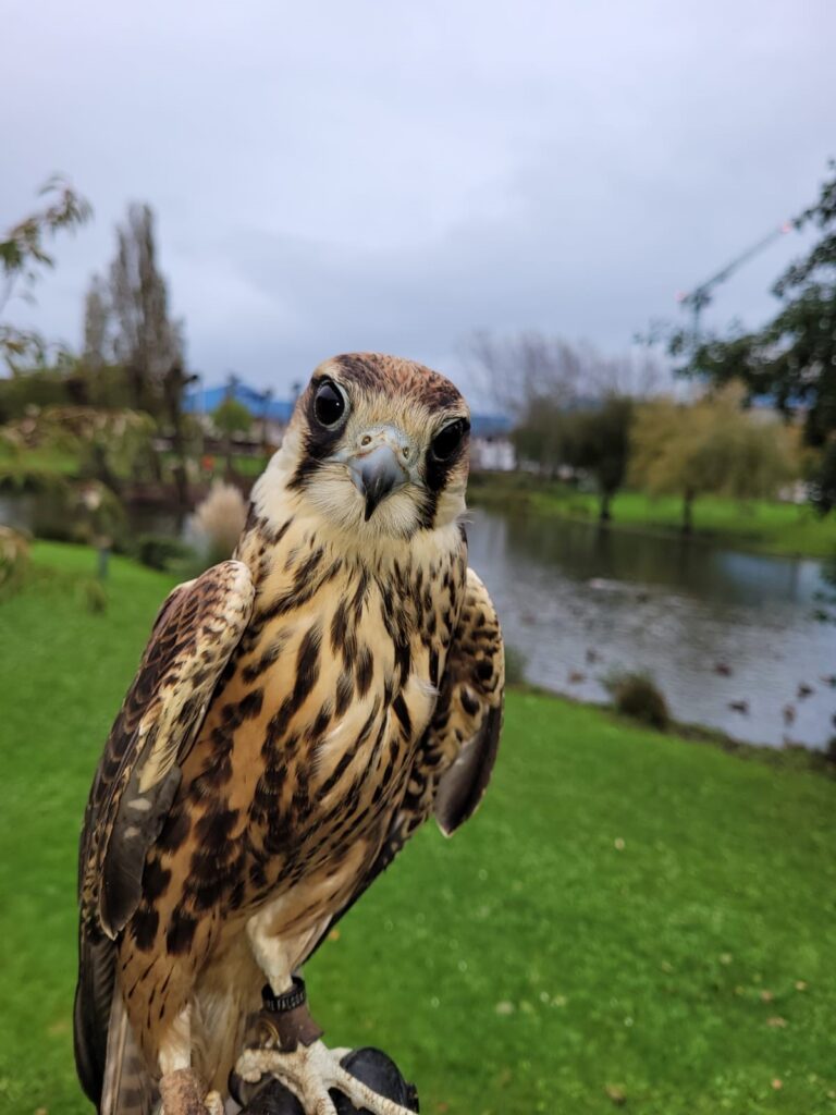 Mav The Falcon - Bird of Prey Pest Control