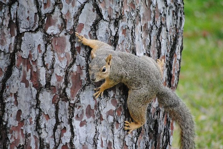 Grey Squirrel - pest control