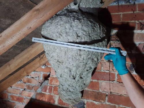 wasp nest removal poole
