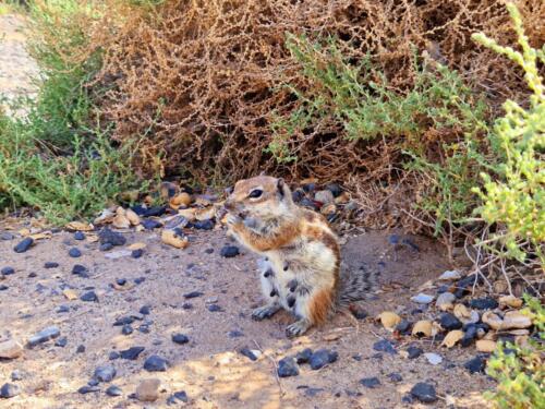 Barbary Ground Squirrel