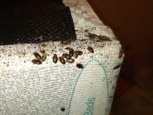 bed bugs poole 6
