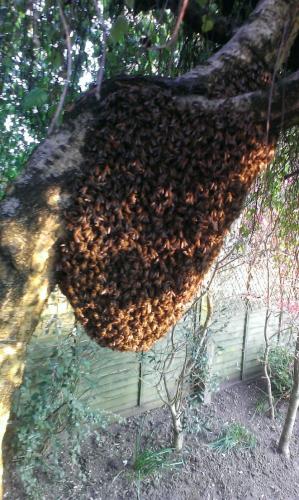bee swarm collection East Dorset