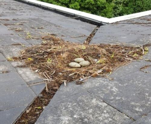 seagull nest removal Bournemouth, Poole, Weymouth & Dorset,