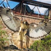 falconry pest control Dorset
