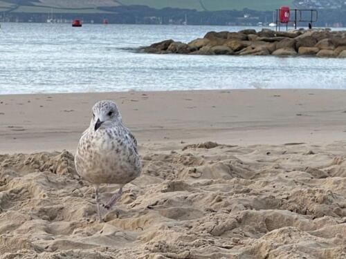 Bird Proofing Bournemouth