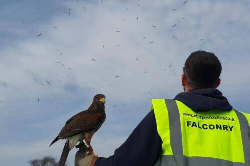 Falconry Pest Control
