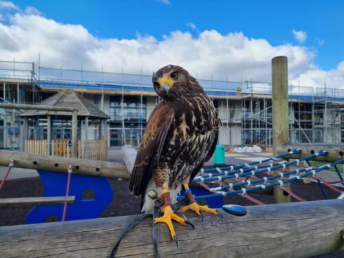 Bird Proofing Bournemouth